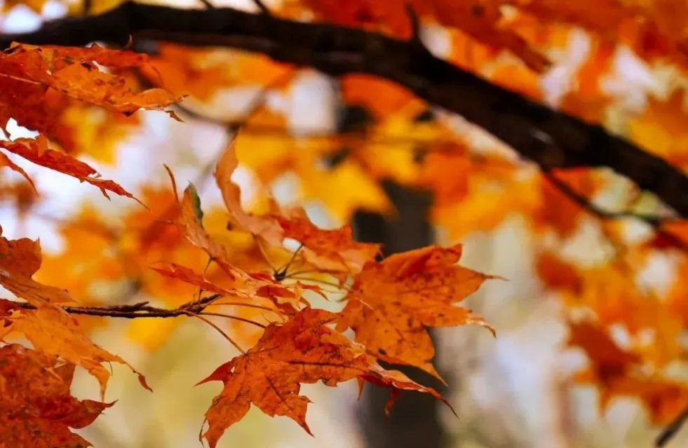 Scenery of Shandong University during Cold Dew