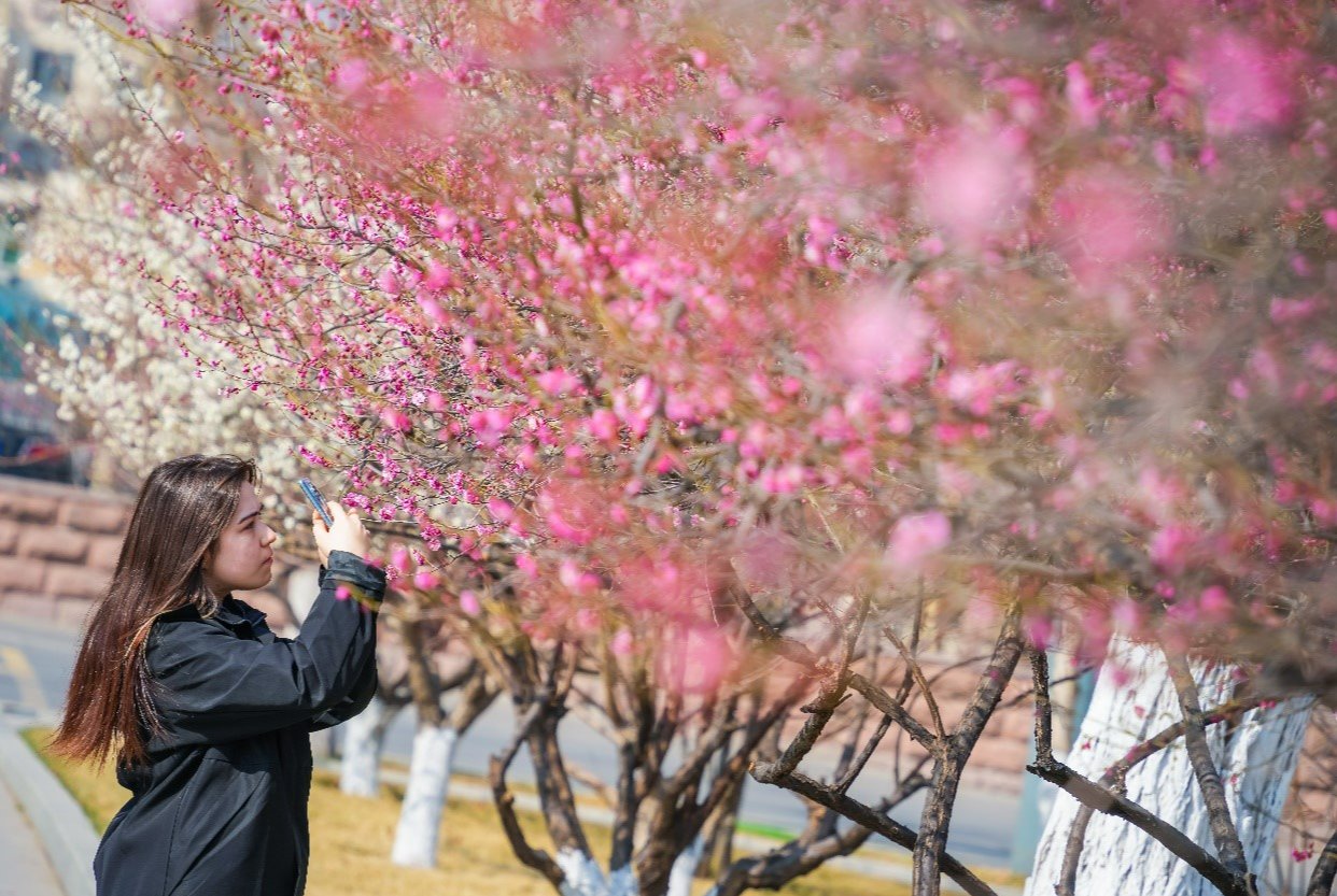 Shandong University Flowers in Full Bloom