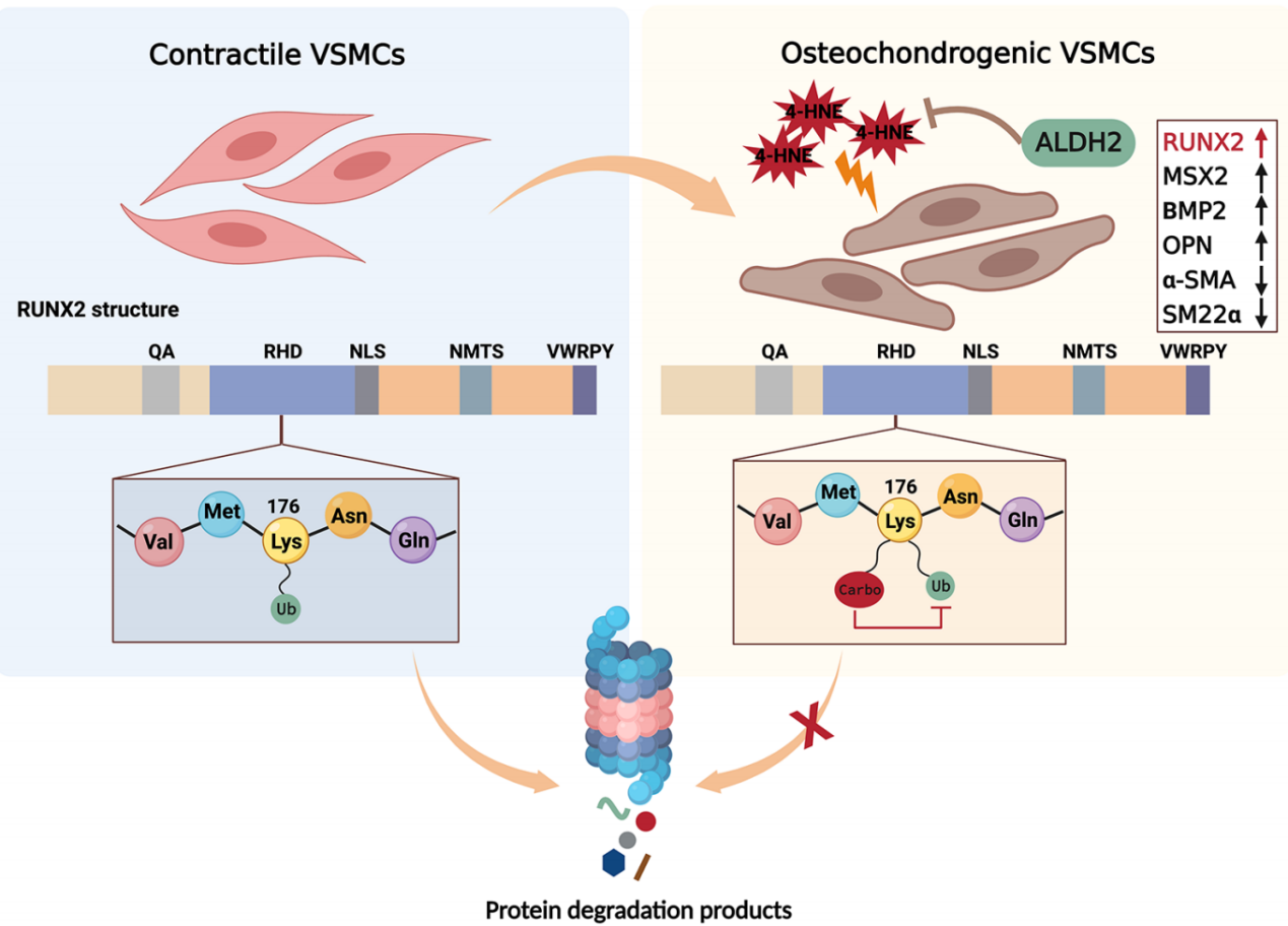 Professor Chen Yuguo's Team Provides Further Evidence for the  Aldehyde Metabolism Theory